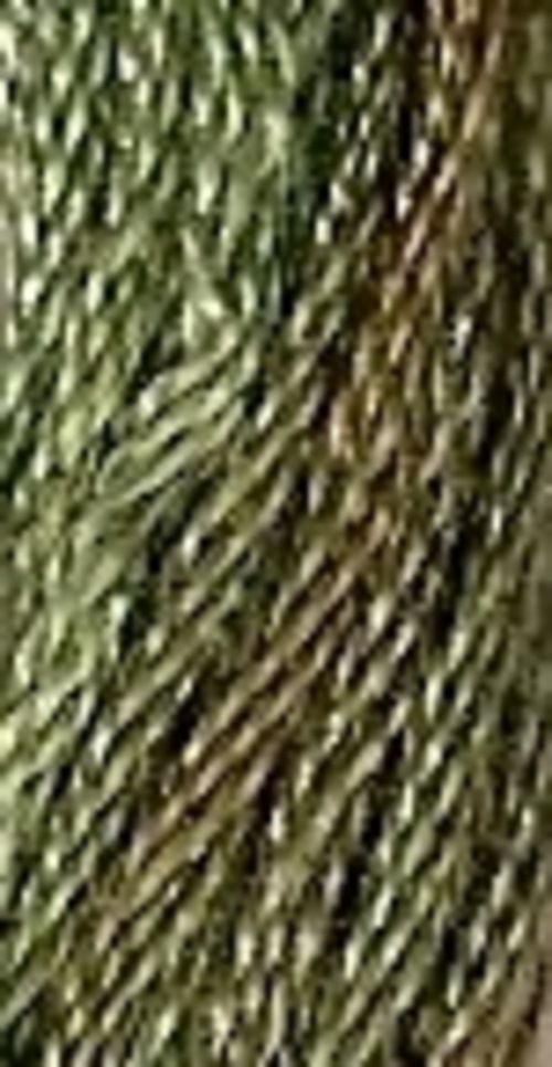 GAbermuder grass.jpg